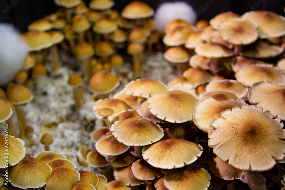 Golden Teacher mushroom close-up